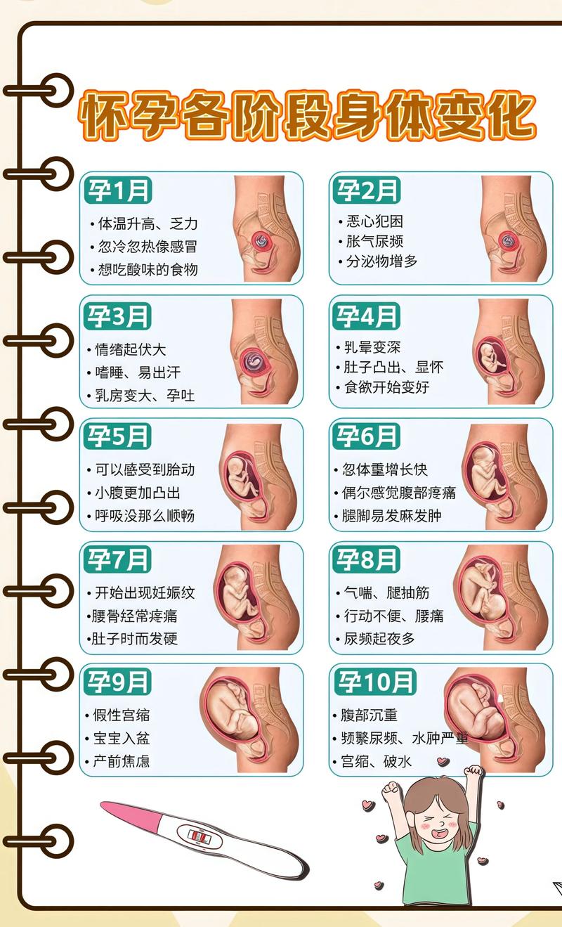 揭秘供卵代孕妈妈怀孕小腹分两节，孕期变化的奥秘合川代生机构: